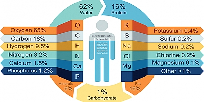 İnsan Vücudundaki Kimyasal Elementler